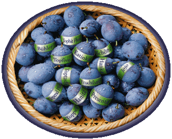 zwetschgenkorb
